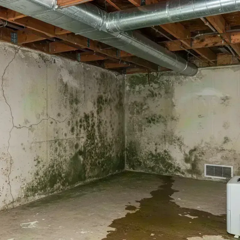 Professional Mold Removal in Marriott-Slaterville, UT